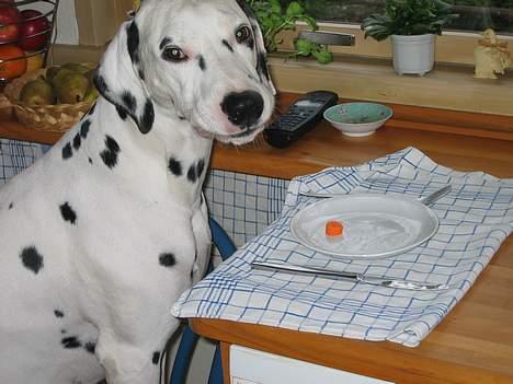 Dalmatiner Aladdin - Ja... Jeg kan også spise pænt ved bordet billede 10