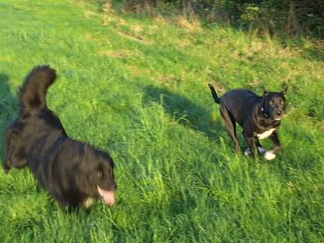 Blanding af racer kiki billede 9