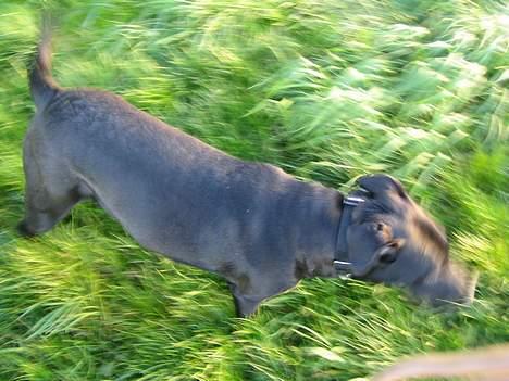 Blanding af racer kiki billede 10