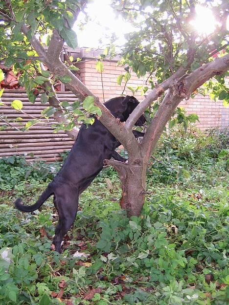 Blanding af racer kiki billede 11