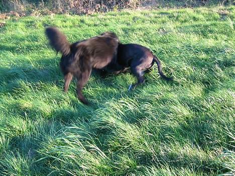 Blanding af racer kiki billede 12