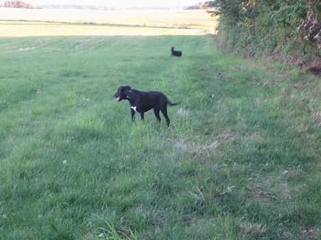 Blanding af racer kiki billede 13