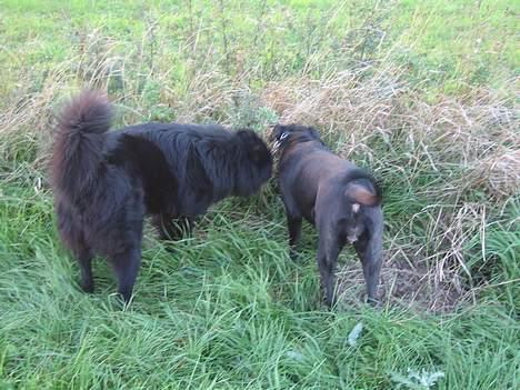 Blanding af racer kiki billede 14