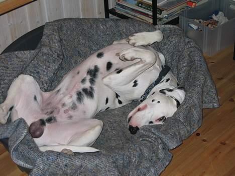 Dalmatiner Aladdin - Så skal der slappes af billede 11