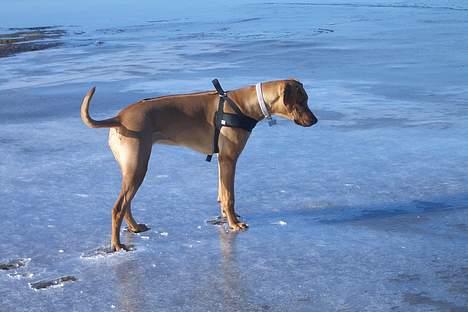Rhodesian ridgeback Enya billede 8