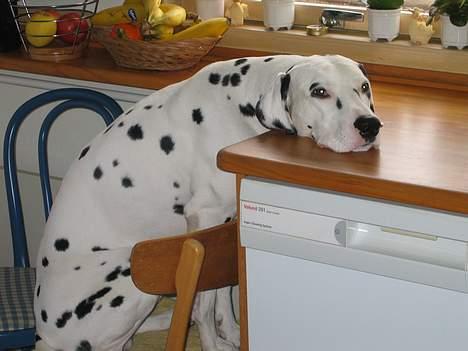 Dalmatiner Aladdin - Venter på mor billede 12