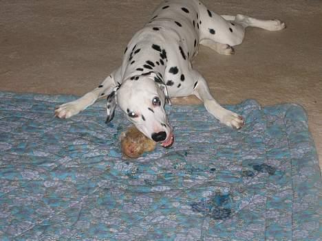 Dalmatiner Aladdin - mums billede 13