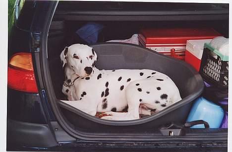 Dalmatiner Aladdin - Nu skal vi på tur billede 14