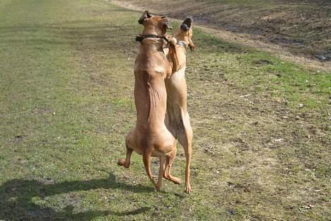 Rhodesian ridgeback Enya - Voldsom leg med ridgeback veninden billede 9