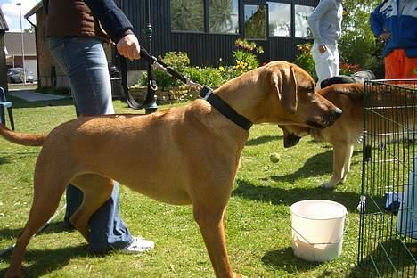 Rhodesian ridgeback Enya - En lækker kanin i bur billede 10