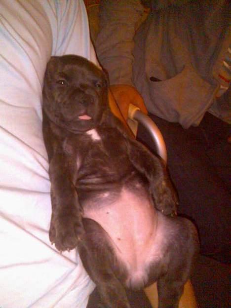 Staffordshire bull terrier Mille billede 4