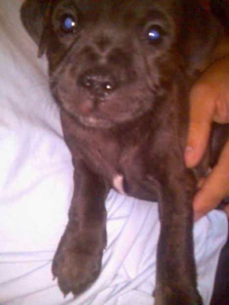 Staffordshire bull terrier Mille billede 5