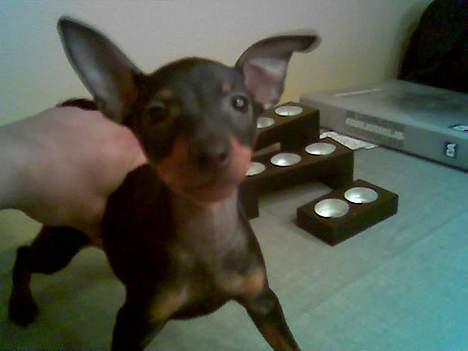 Dvaergpinscher Rødkildes Tacho - Her er jeg som helt lille.. Dårligt billede da det er taget med en mobilos.. billede 1