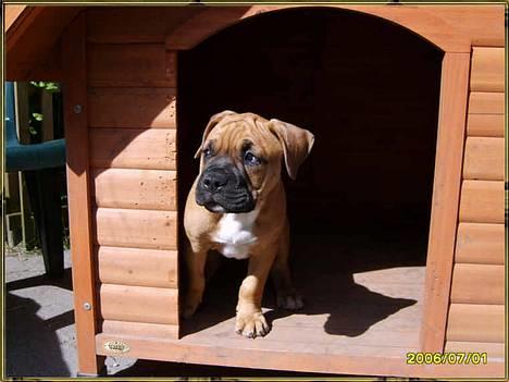 Olde english bulldogge Xantos  (Memory R.I.P.) billede 17
