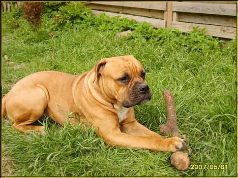 Olde english bulldogge Xantos  (Memory R.I.P.) billede 18