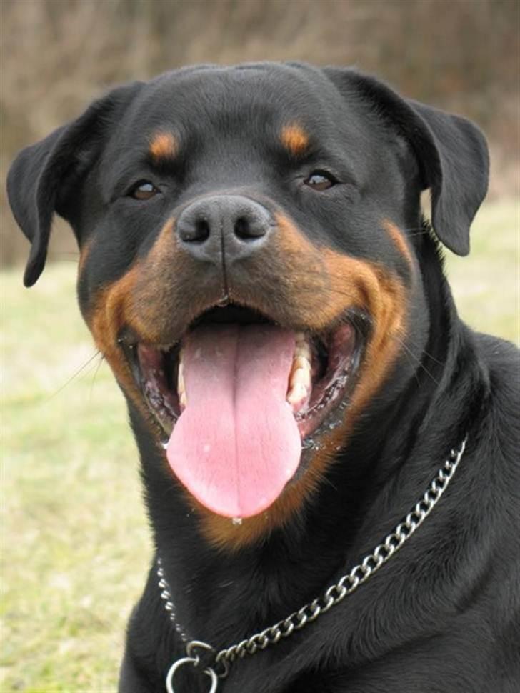 Rottweiler Bundy * 27-6-01 † 01.06.2015  billede 3