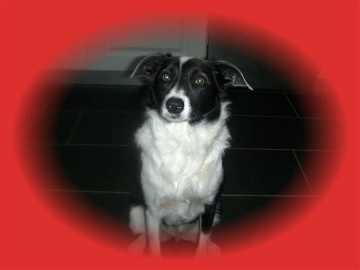 Blanding af racer Freja - Hej allesammen, Jeg hedder Freja billede 1