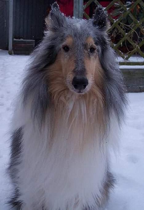 Collie langhåret Zappa billede 1