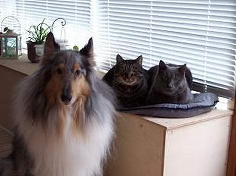 Collie langhåret Zappa billede 2