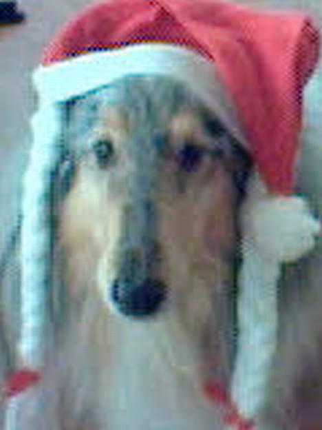 Collie langhåret Zappa billede 3