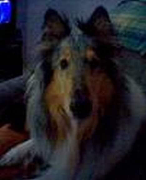 Collie langhåret Zappa billede 4