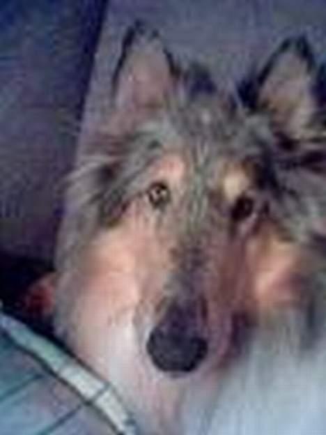 Collie langhåret Zappa billede 5