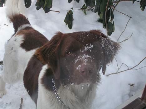 Kleiner münsterländer Basso - Nysgerrig som han er. billede 6