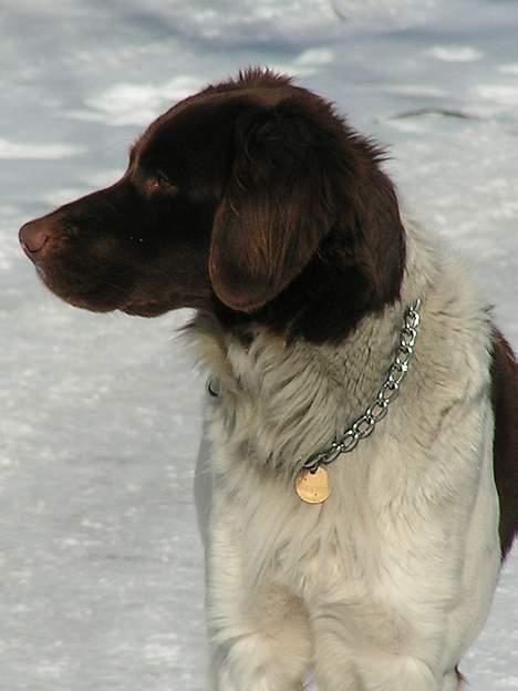Kleiner münsterländer Basso - Stolt som han er.  billede 7