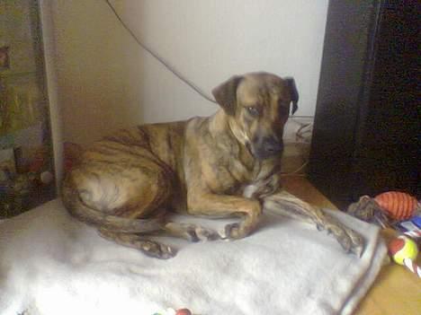 Blanding af racer Xena - Minder lidt om et dådyr i den stilling... hehe billede 2