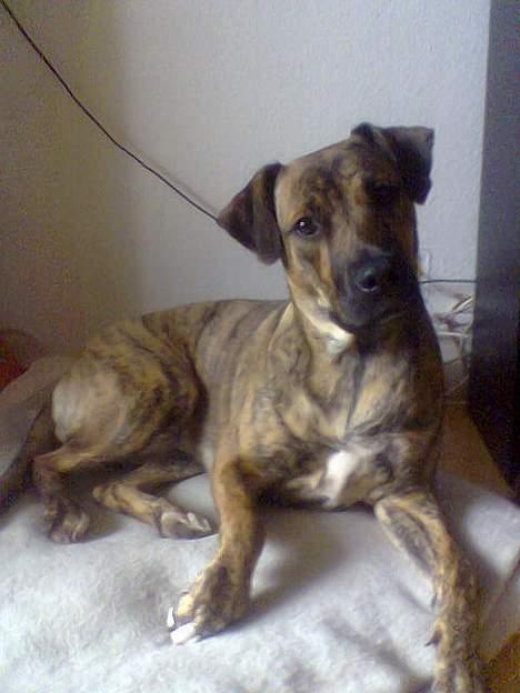 Blanding af racer Xena - "Er det der spiseligt??" billede 3