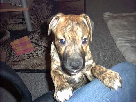 Blanding af racer Xena - "Jeg vil oooooooooooooooooooop" (Ik mere end 3mdr her) billede 4