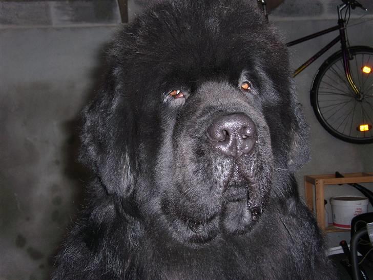 Newfoundlænder Basso - Her er jeg så billede 1