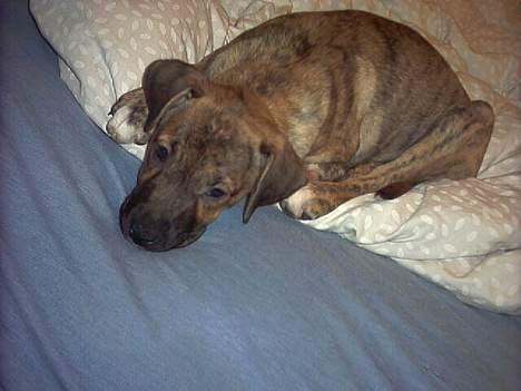 Blanding af racer Xena - Ligger lige og putter i mors seng.... shhh billede 5