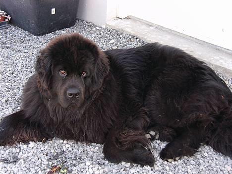 Newfoundlænder Basso billede 2