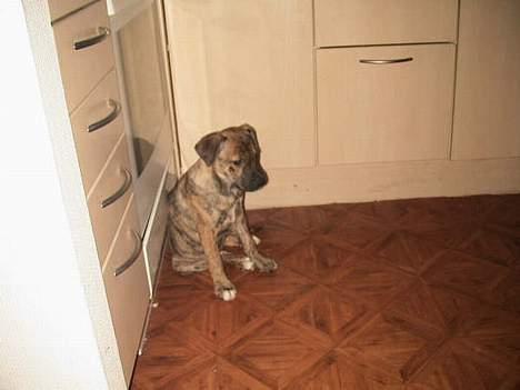 Blanding af racer Xena - Xena som lille bitte...:-) billede 6