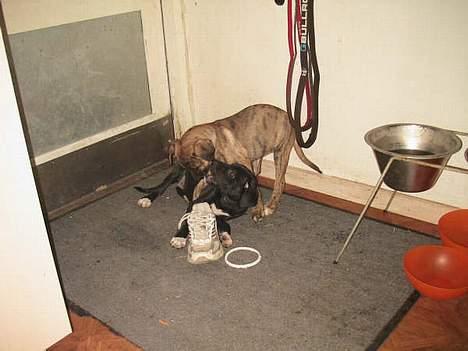 Blanding af racer Xena - Xena og Kiki...... Søskende kærlighed... smiler billede 7