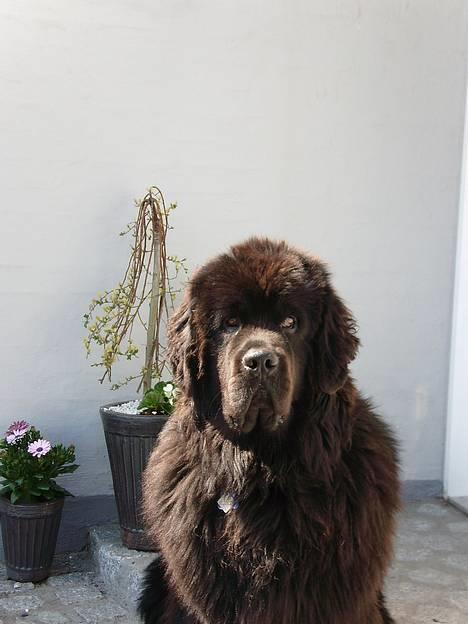 Newfoundlænder Basso - Her vogter jeg :-) billede 3