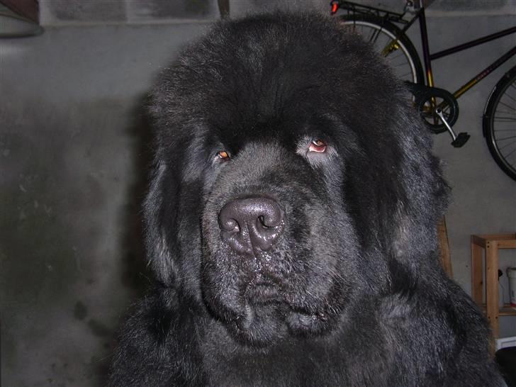 Newfoundlænder Basso - som om jeg gider.... billede 4