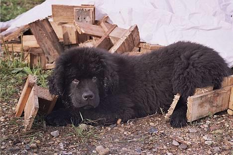 Newfoundlænder Basso - MIG!!! Jeg laver ikke noget... billede 5