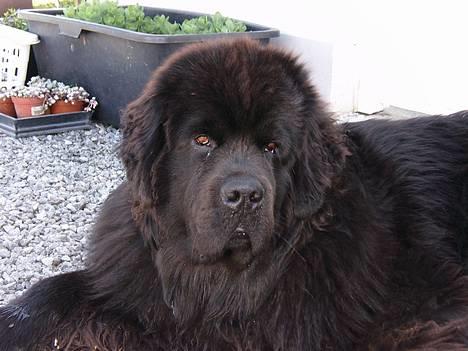 Newfoundlænder Basso billede 6