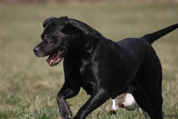 Dogo canario Tinga (1st Presa on HG)  - Det er nu dejligt det hele igoz Bette. billede 11