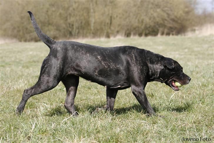 Dogo canario Tinga (1st Presa on HG)  billede 14