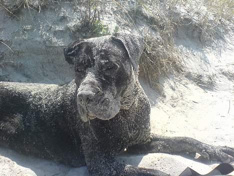 Dogo canario Tinga (1st Presa on HG)  - Strandsand er godt!! billede 15