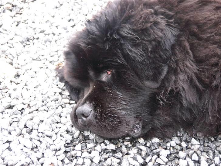 Newfoundlænder Basso - SNORK!! billede 7