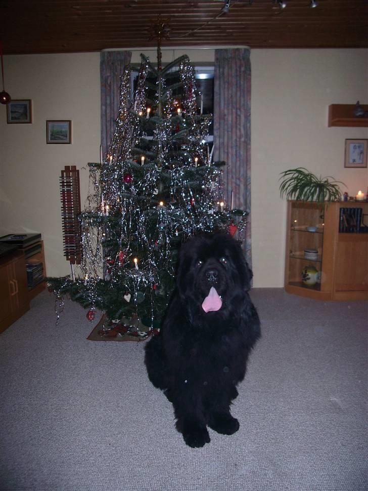 Newfoundlænder Basso - juleaften 2007 billede 8