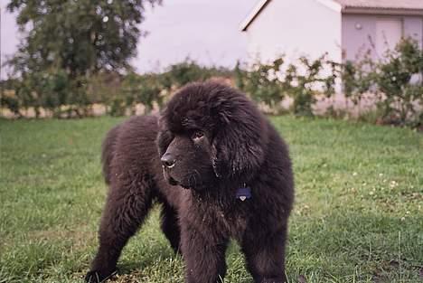 Newfoundlænder Basso - Prøv lige at se mig... billede 9