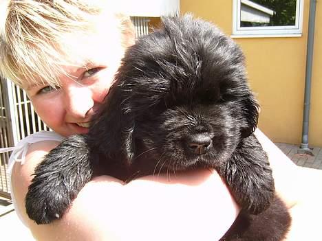 Newfoundlænder Basso - Så lille har jeg engang været billede 10