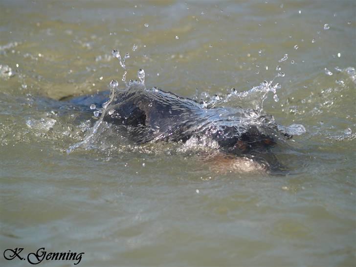 Dobermann *¤*Grace/Chica*¤* R.I.P. - Kigger lige på bunden om der er noget spændende 17/7-2007 billede 13