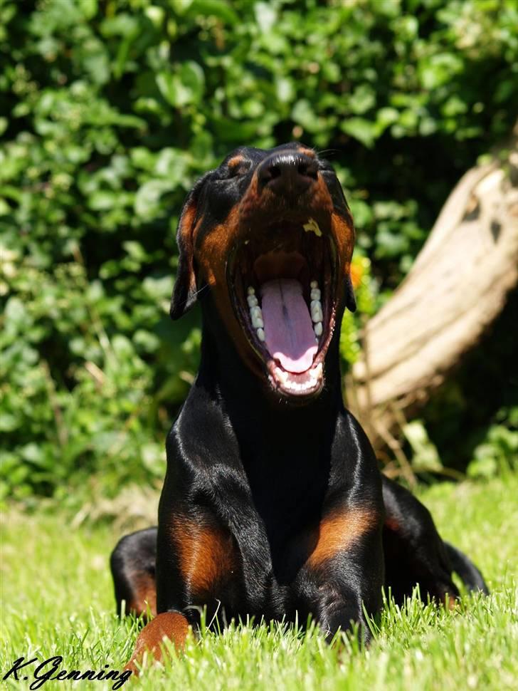Dobermann *¤*Grace/Chica*¤* R.I.P. - Haaaaalloooooooooooooooooo billede 15