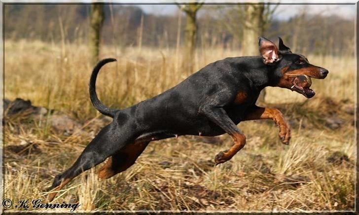 Dobermann *¤*Grace/Chica*¤* R.I.P. - Chica den 07/04-2008 billede 17